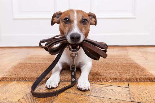 Halsbanden voor uw hond