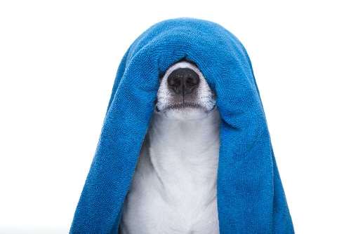 Verzorg uw hond op de beste manier