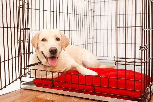 Benches voor uw hond