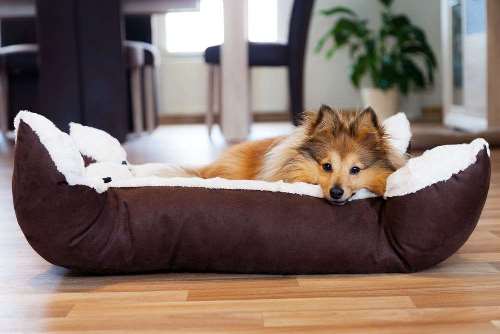 Bedden en manden voor uw hond